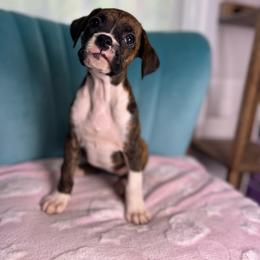 Girl 4 - Brindle female Boxer puppy in Prestonsburg, Kentucky from Diamond Standard Boxers