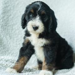 Boy 8 - male Australian Mountain Doodle puppy in Travelers Rest, South Carolina from Upstate Aussie Mountain Doodles