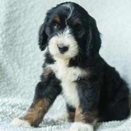 Boy 8 - male Australian Mountain Doodle puppy in Travelers Rest, South Carolina from Upstate Aussie Mountain Doodles