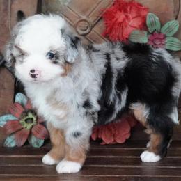 Girl 3 - Blue merle female Aussiedoodle puppy in Lawton, Oklahoma from Lindsey’s Aussies