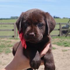 Hot pink collar - Chocolate female Labrador Retriever puppy in Dunnellon, Florida from Quail Meadow Labradors