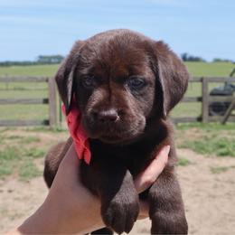 Hot pink collar - Chocolate female Labrador Retriever puppy in Dunnellon, Florida from Quail Meadow Labradors