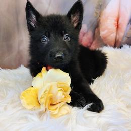 Orange - Black male German Shepherd puppy in Holden, Missouri from Shiloh's Shepherds & Ridgebacks