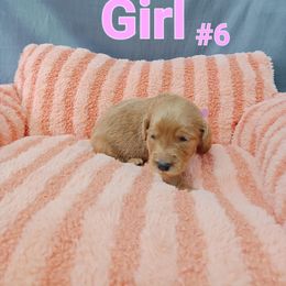 Goldendoodle Puppies from Georgetown designer dogs and purebred puppies