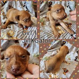 Girl 1 - Red female Australian Kelpie puppy in Bradford, Arkansas from Cedar Rock Heelers and Kelpies