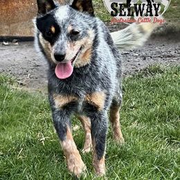 Vixie - Australian Cattle Dog