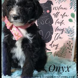 Aussiedoodle and Australian Shepherd Puppies from Dunroamin Farms Australian Shepherds and Aussiedoodles