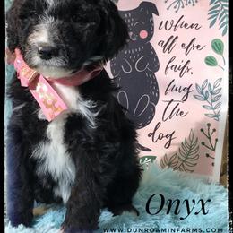 Aussiedoodle and Australian Shepherd Puppies from Dunroamin Farms Australian Shepherds and Aussiedoodles