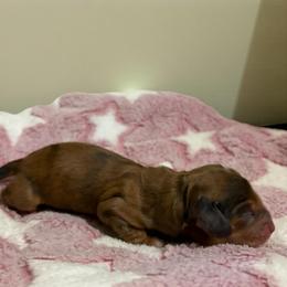 Bloom - Red female Dachshund puppy in Miami, Florida from Haus Ernand Dachshunds