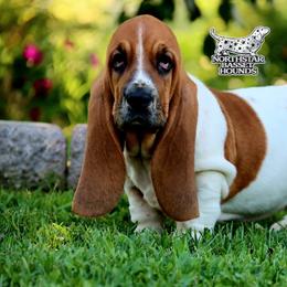 Coast - Mahogany and white female Basset Hound puppy in Pollock, Missouri from Northstar