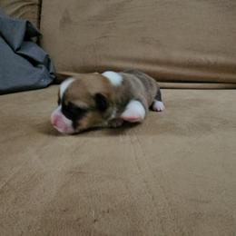 Pembroke Welsh Corgi and Saint Bernard Puppies from Middle Georgia Saints and Corgis