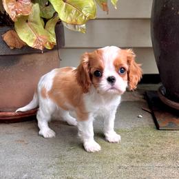 Big - Blenheim female Cavalier King Charles Spaniel puppy in Diberville, Mississippi from Sophie’s AKC Cavaliers