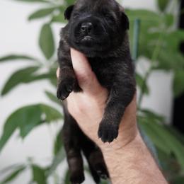 Saint - Sable male German Shepherd puppy in Coarsegold, California from Yosemite Shepherds