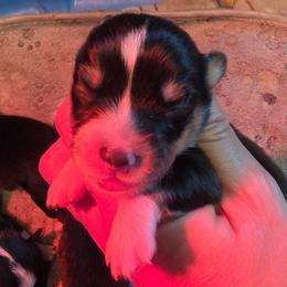Boy 3 - Black and tan male Pembroke Welsh Corgi puppy in Middleburg, Florida from Mulkeys Little Corgis