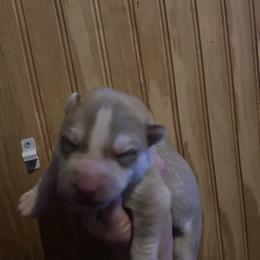 Peter - Red and white male Siberian Husky puppy in Wheeling, West Virginia from Powells Huskies