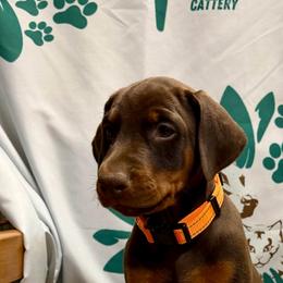 Fiona - Red Girl (Orange Collar) - Red and rust female Doberman Pinscher puppy in Centralia, Missouri from TopSpots Farm