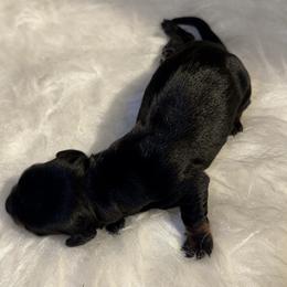 Maverick - Black and tan male Dachshund puppy in Fayetteville, Arkansas from Natural State Dachshunds
