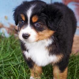 Mars - Black tri male Miniature Australian Shepherd puppy in Enoch, Utah from Twisted H Aussies