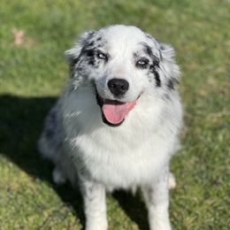 Winter - Australian Shepherd