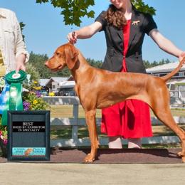 Boy 1 - Golden rust male Vizsla puppy in Bellingham, Washington from Mountain View Vizslas