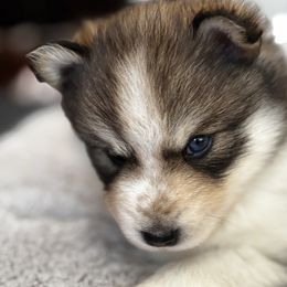Pomsky Puppies from Bowtique Pomskies