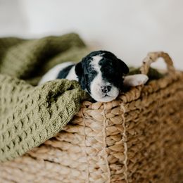 Frost - Black and white female Sheepadoodle puppy in Patterson, California from Dooling Doodles