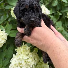 Dolley Madison - Phantom female Poodle puppy in Fairfield, North Carolina from Leaning T Ranch