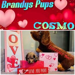 Dachshund Puppies from Brandys Pups