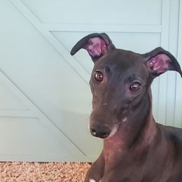 Onyx - Whippet