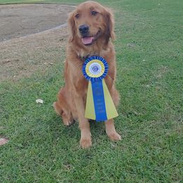 Rosie - Golden Retriever