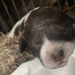 Marty - White Lagotto Romagnolo puppy in Fairfield, Iowa from Adagio Lagotto