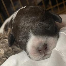 Marty - White Lagotto Romagnolo puppy in Fairfield, Iowa from Adagio Lagotto