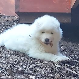Samoyed Puppies from Bruin Samoyeds