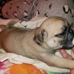 Pug Puppies from Annie's Willow Hill Pugs