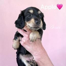 Apple - Black and cream female Dachshund puppy in Jena, Louisiana from Amy’s Mini Doxies