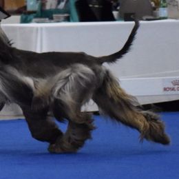 Afghan Hounds from Palar