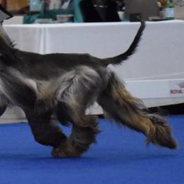 Afghan Hounds from Palar