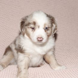 Alligator - Red merle male Miniature Australian Shepherd puppy in Kissee Mills, Missouri from Clinkenbeard Kennel