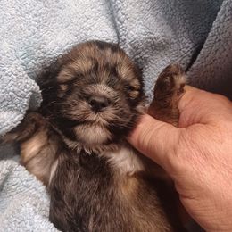 Mandalynn - Brindle female Lhasa Apso puppy in Tulsa, Oklahoma from Eternal Puff AKC Lhasa Apsos OR AKC Miniature Long Haired Dachshunds