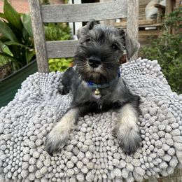 Monty - Salt and pepper male Miniature Schnauzer puppy in Dawson, Georgia from Faith Farm Miniature Schnauzers