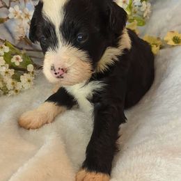 Jellybean - Black and white Bernedoodle puppy in Shiloh, Georgia from Doodle Mountain