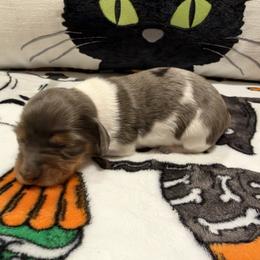 Lydia - Piebald female Dachshund puppy in Powell, Tennessee from Tall & Tiny TN k9s