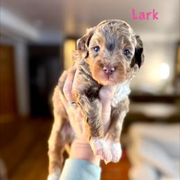 Lark - Merle female Bernedoodle puppy in Midland, Michigan from Northern Charm Farm