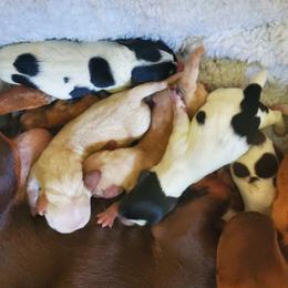 Dachshund Puppies from Peavine Creek Dachshunds