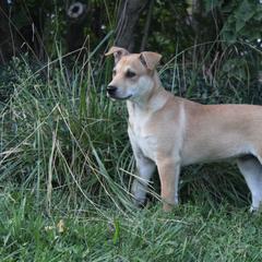 Carolina Dog Puppies from Williams Sweet Carolina