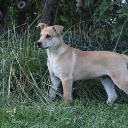 Carolina Dog Puppies from Williams Sweet Carolina