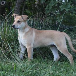 Carolina Dog Puppies from Williams Sweet Carolina
