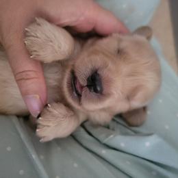 Girl 4 - Golden female Golden Retriever puppy in Perry Hall, Maryland from DukerDaze Golden Retrievers