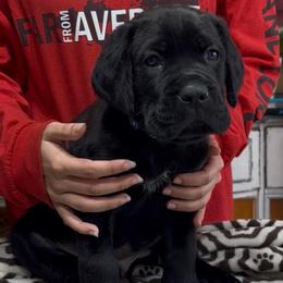 Dark blue collar - Black male Cane Corso puppy in Clewiston, Florida from Far From Average Kennels