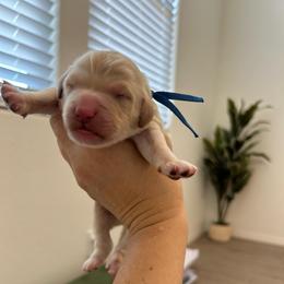 Blue collar - Apricot male Goldendoodle puppy in Surprise, Arizona from AZ Ohana Doodles